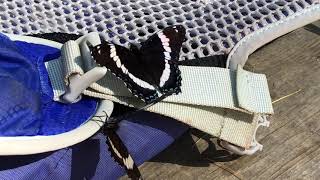 White Admiral Butterflies