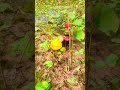 EXPERIMENT COCA-COLA vs mentos , experiment Coca-Cola #shortsvideo