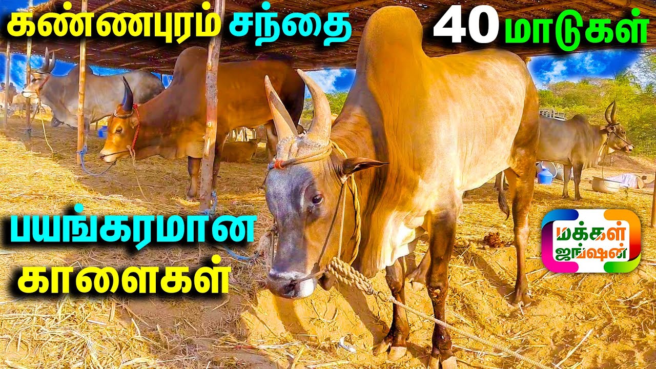 கண்ணபுரம் சந்தையில் 40 மாடுகள் 10 மாடுகள் விற்றேன் , செம சூட்டிப்பான காளைகள் , Kannapuram Santhai