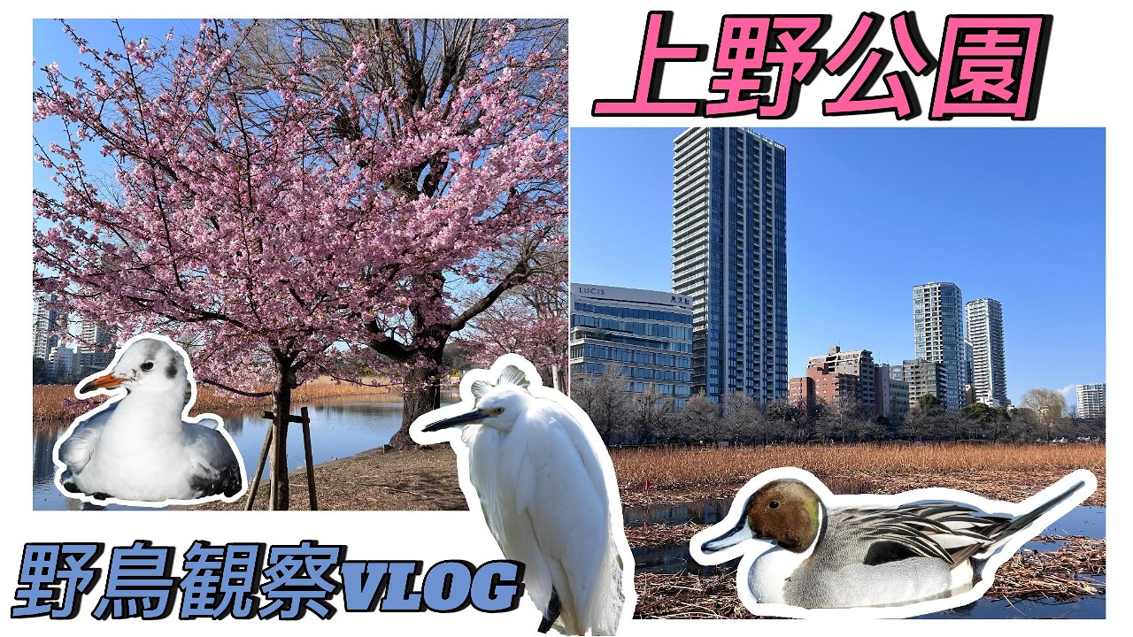 上野公園で野鳥観察！