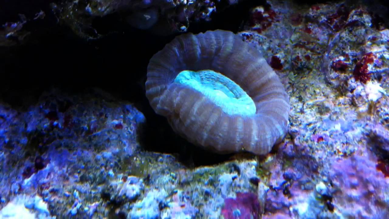 Reef Récifal #25 Caulastrea Echinulata Le 05-12-2012