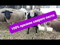 100% признаки скорого окота овец🐑🐑