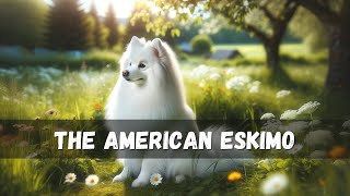 The American Eskimo!
