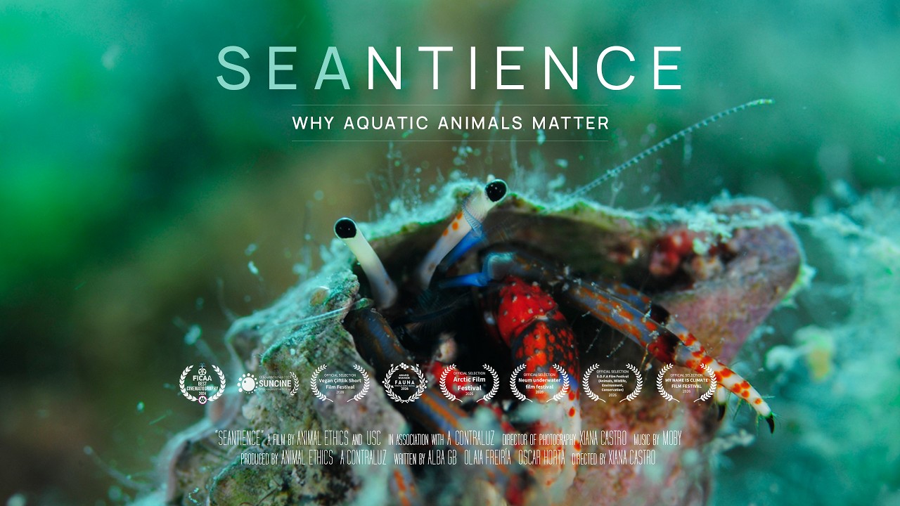 Fish Sentiar Seantience | A Documentary about the sentience of aquatic animals - YouTube