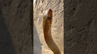 20 फीट लम्बा सांप 😯 #snakevideo #viral #wildlife #animals #ratsnake  @chitransh_Bhai2.0 #shorts