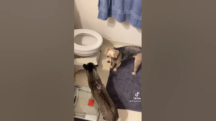 Bad Cat