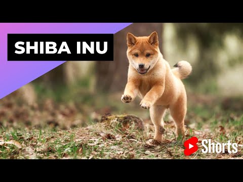 Video: Trendy nový druh psa léčit Shiba Inus Go Ořechy Pro