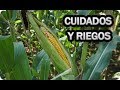 Cuidados Y Riego Del Cultivo Del Maíz