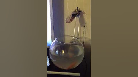 SOLUTION POUR NOURRIR UN POISSON A DISTANCE!!!