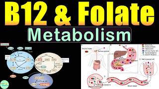 Vitamin B12 and Folate Metabolism: Absorption, Pathways, Cellular Functions & Deficiencies
