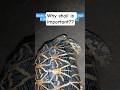 batayiye kachu ka shail kyu important h 🐢.........................!!!!!!! tell me your answers ?