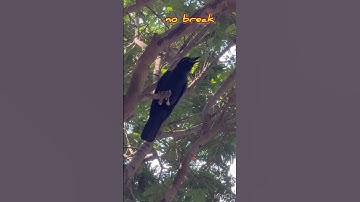 Crow calling incessantly #crow #crowsounds #crowlovers #crowcawing #kauwa #shorts
