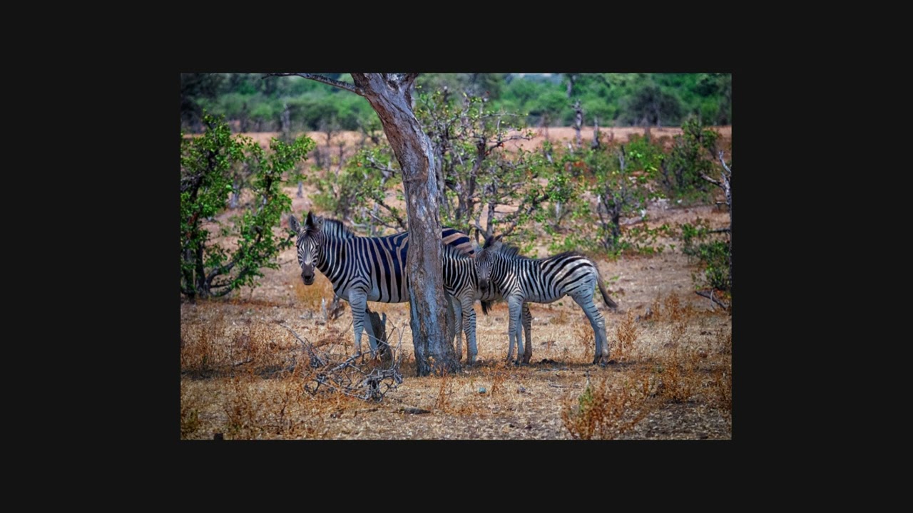 Saving Stripes: The Zebras of Botswana and Their Role in Ecosystem Conservation
