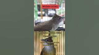 masteran handal gasken donwlond mp3