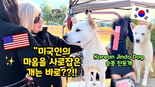 진돗개 강아지 미국 도그쇼 출전영상 대공개(해외 반응) Jindo Puppy AKC Dog Show | PrinceJindo 진돗개 왕자님