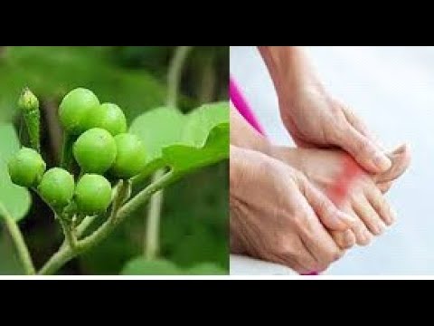 the efficacy of takokak to treat gout naturally
