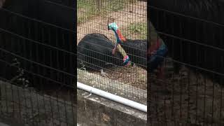 #Colorful  Flightless Bird Cassowary # Mysore Zoo # Shorts