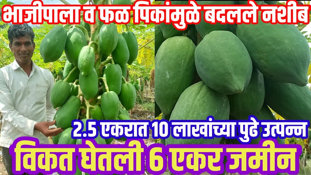 2.5 एकर पपईतून 12 लाख उत्पन्न,भाजीपाला,फळपिके ठरली वरदान,घेतली 6 एकर जमीन | visionvarta | पपईलागवड