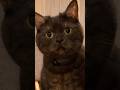 黒猫コンビに癒されて…