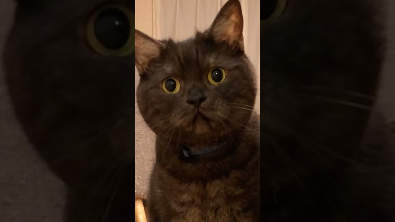 黒猫コンビに癒されて…