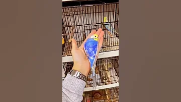 عصافير البادجي الاسترالي طيور الزينه والعنايه بها تركيبة الرينبو 