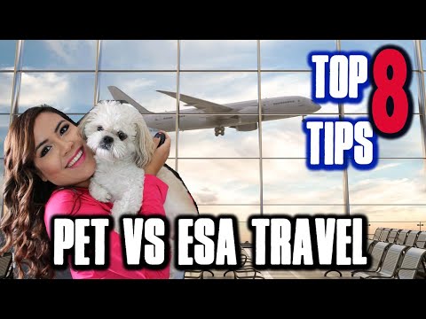 pet-in-cabin-travel-info-vs-esa-travel-(every-airline-in-usa)-|-top-8-tips