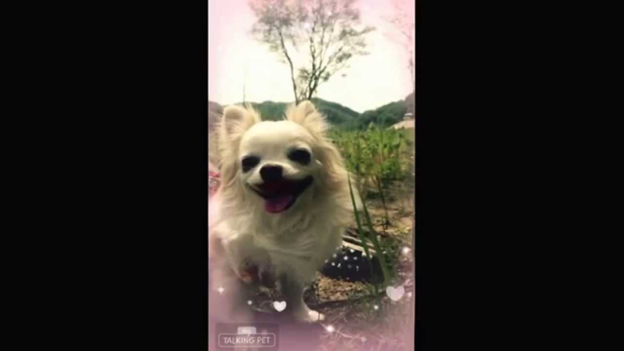 看板犬のクーちゃん ルクシードッグズ Youtube