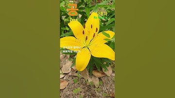 Thumbnail of 공-나훈아