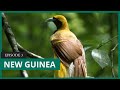 Mongabay Explores New Guinea Defending Paradise Mongabay Explores New Guinea Defending Paradise