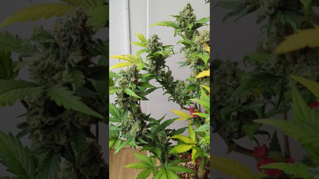 🚀 Jet Fuel Mandarine XL Auto by Sweet Seeds  