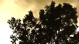 Quinn Letendre - Still Dreaming