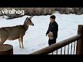 Two Mule Deer Approach a Family and Try to Take Their McGriddle || ViralHog