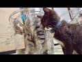 猫達の目の前に透明なバケツを用意してみると。。