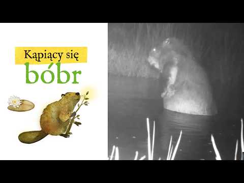 Bathing beaver | What do wild boars and other animals play at? 🐾