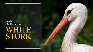 White Stork Ciconia Ciconia