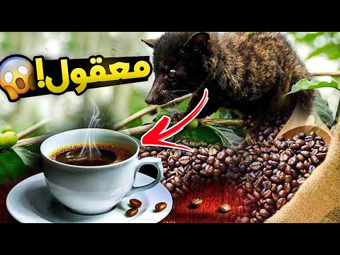   اغرب قهوه بالعالم من براز حيوان