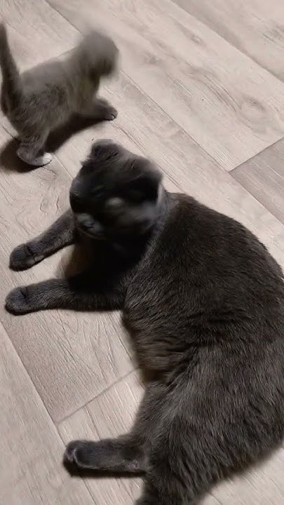 #клёпа #cat #кот #котик - YouTube