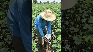 Different traps are used based on pest behavior and crop types # ipm integrated pest and disease