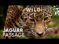 Jaguar Guardians Rally to Protect Belize’s Biggest Cat | WILD HOPE