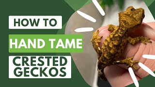 HOW TO HANDLE/TAME CRESTED GECKOS!