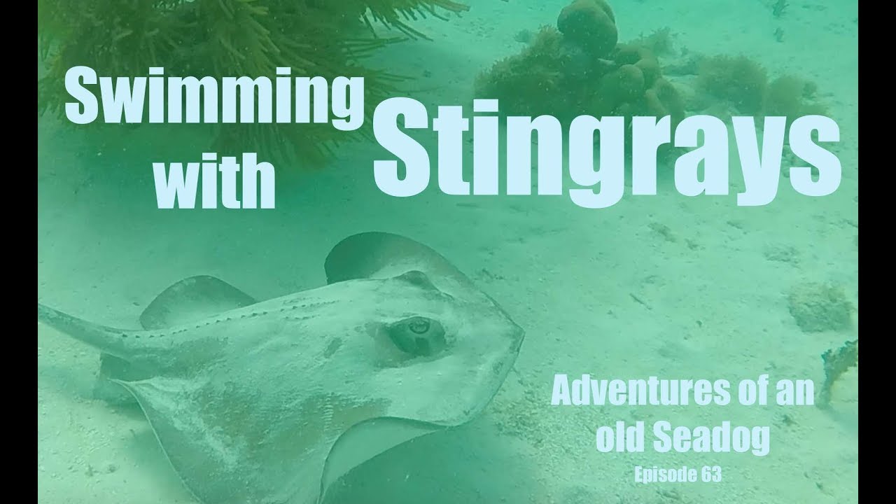 Swimming with Stingrays  Adventures of an old Seadog, epi63