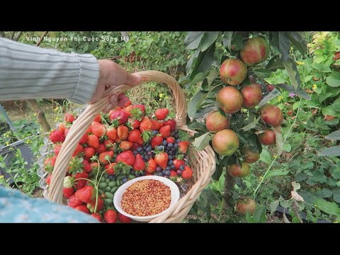 Video Hái dưa hấu tí hon ăn, viêt quất tí hon, dâu tây trái... - youtube