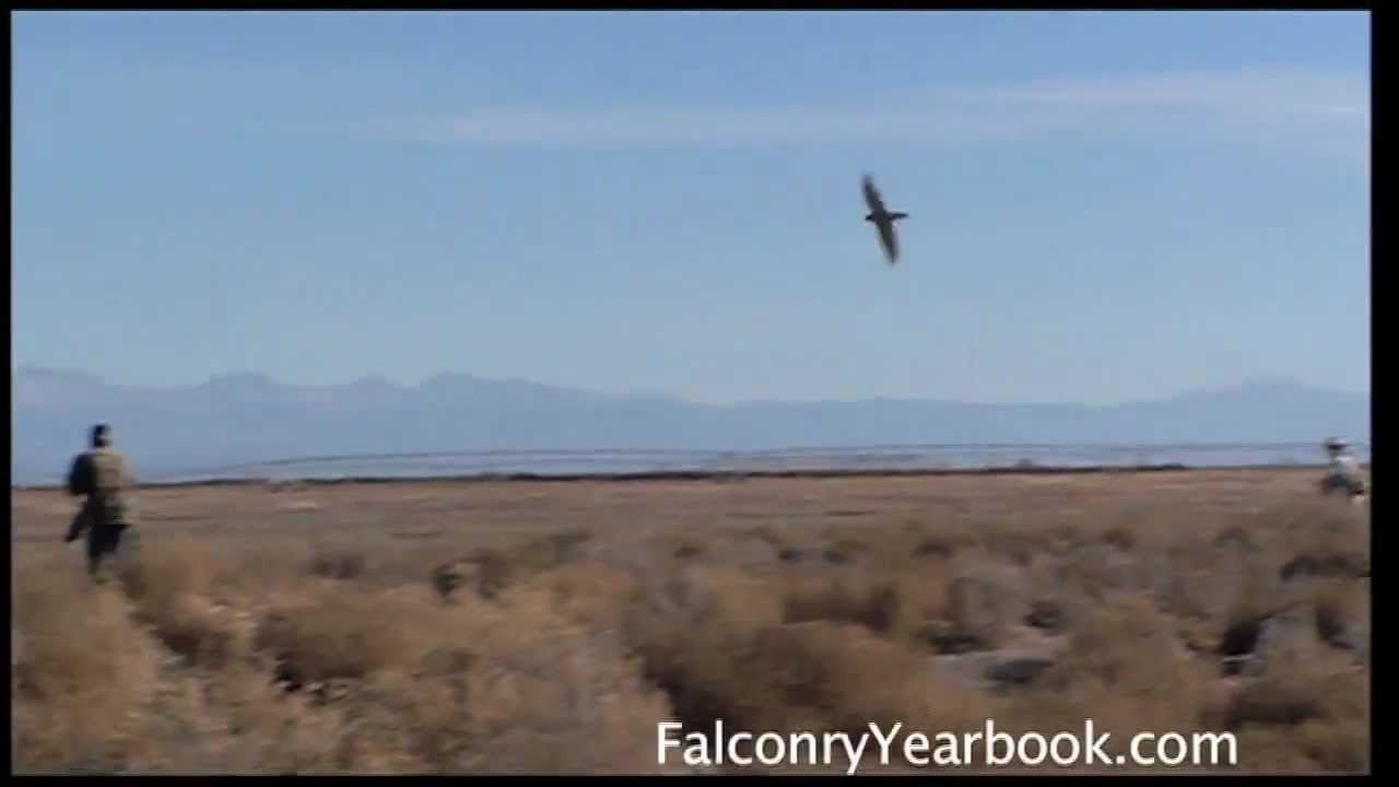 Hunting Jackrabbits With Falcon and Dogs
