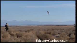 Hunting Jackrabbits With Falcon and Dogs