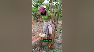 Why do people harvest this liquid from banana tree stumps?