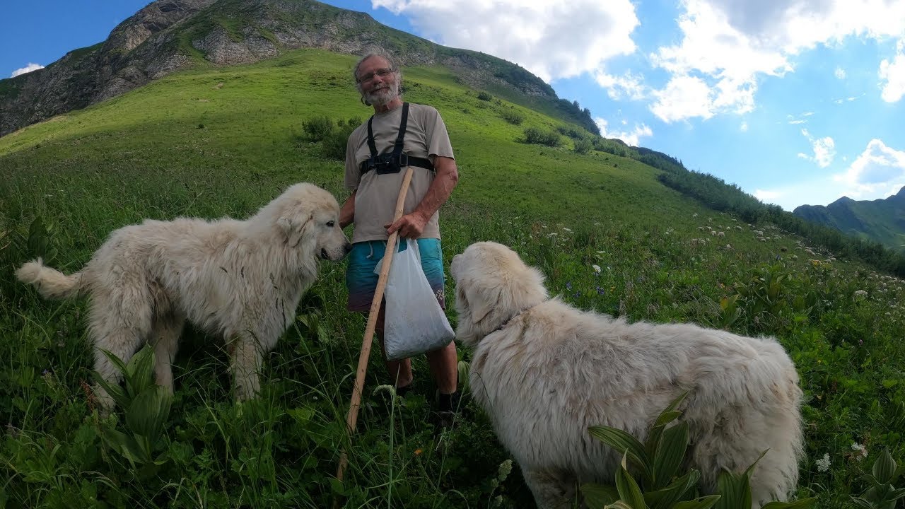 Je part découvrir le Métier de Berger en Montagne🐑 Reportage