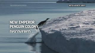 Scientists spot previously unknown colonies of emperor penguins in Antarctica