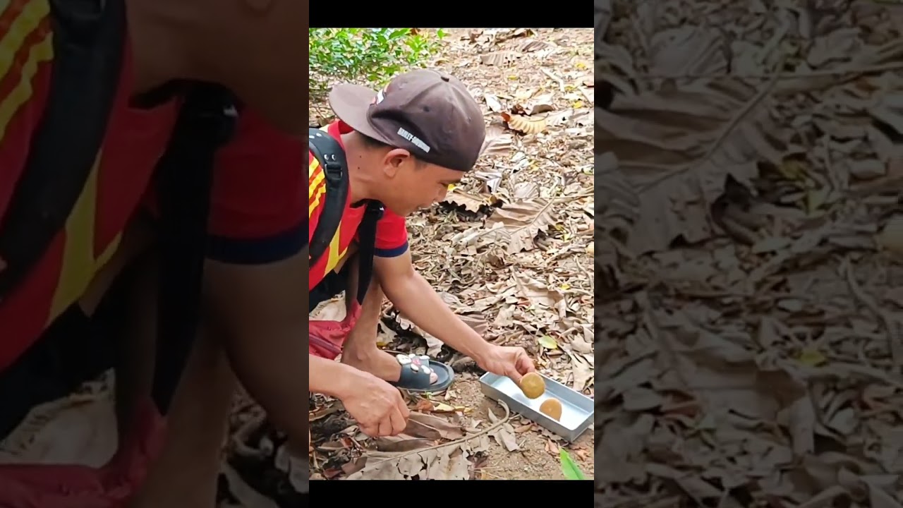 jamur payung bisa langsung di makan 