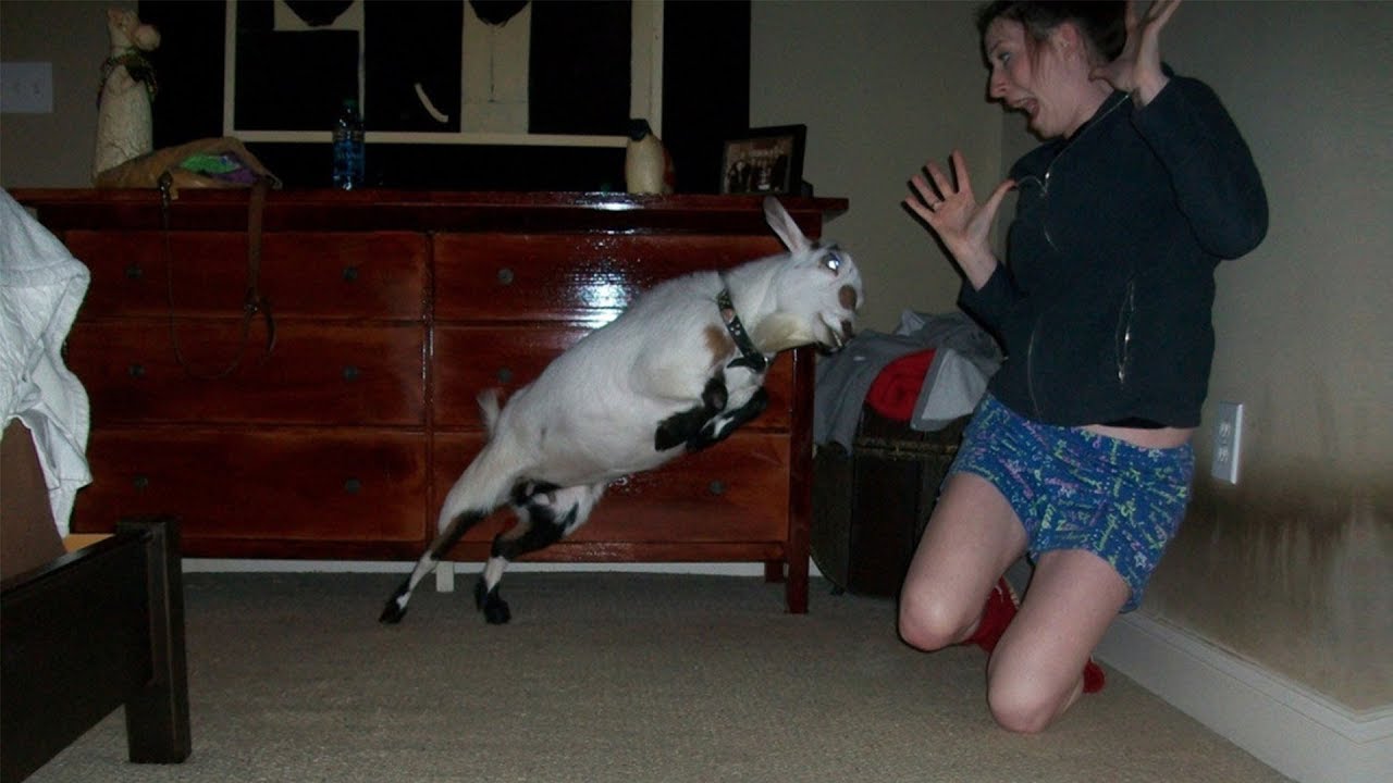 r/Entitledparents Goat HEADBUTTS an Entitled Karen! YouTube