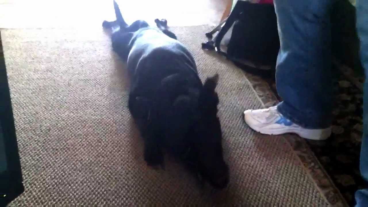 Smart dog crawls across the floor YouTube